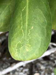 Cucumber mosaic virus