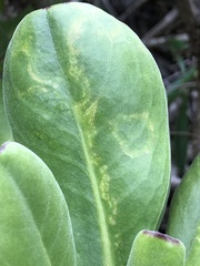 Cucumber mosaic virus