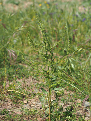 Rumex pulcher woodsii