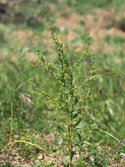Rumex pulcher woodsii