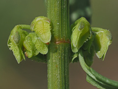 Rumex pulcher woodsii