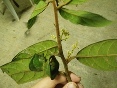 Ocotea atlantica