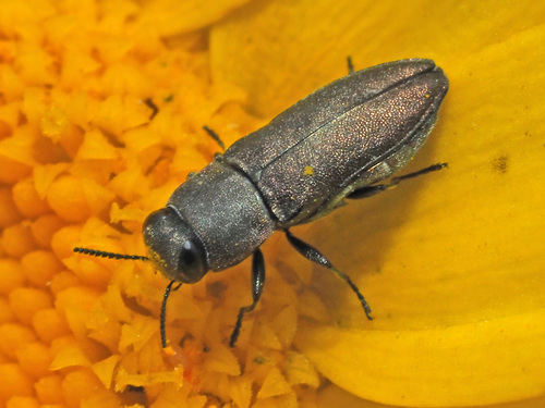 Anthaxia millefolii