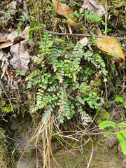 Blechnum molle