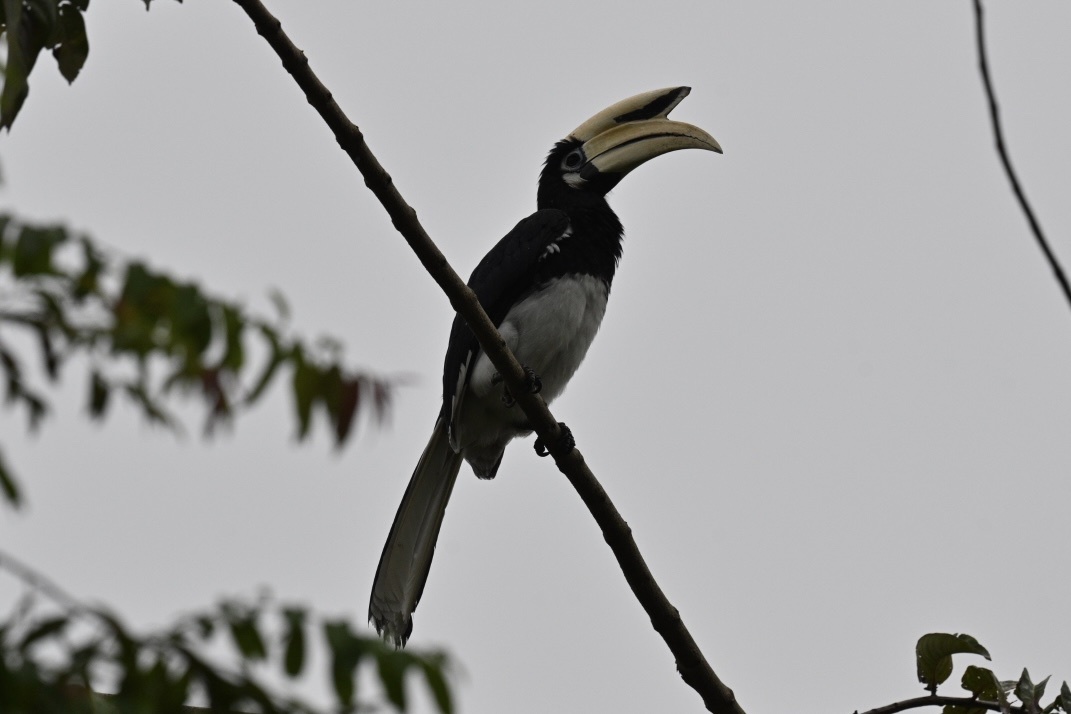 Oriental Pied Hornbill