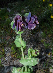 Cerinthe retorta