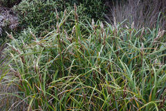 Carex trifida