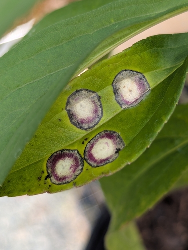 Unknown species found near Rural Hall, NC, USA