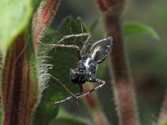 Oxyopes heterophthalmus