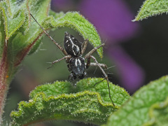 Oxyopes heterophthalmus