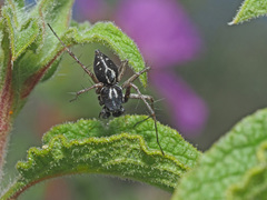 Oxyopes heterophthalmus