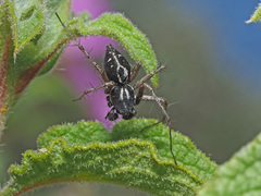 Oxyopes heterophthalmus