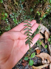 Blechnum molle