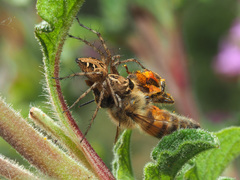 Oxyopes heterophthalmus