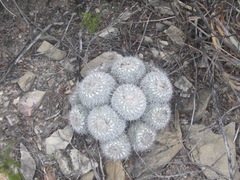 Mammillaria parkinsonii