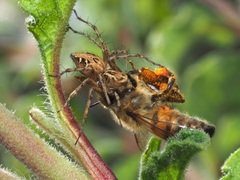 Oxyopes heterophthalmus