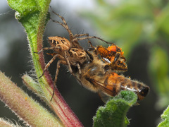 Oxyopes heterophthalmus