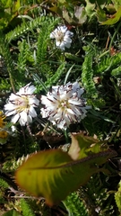 Hypochaeris incana