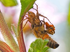Oxyopes heterophthalmus