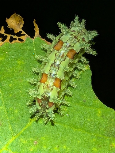Spiny oak-slug moth