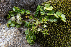 Gingidia flabellata