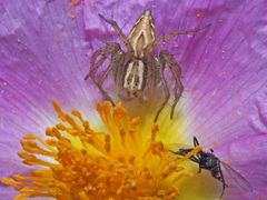 Oxyopes heterophthalmus