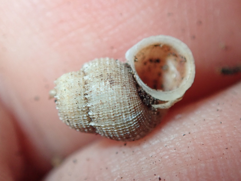 Chondropoma rufilabre