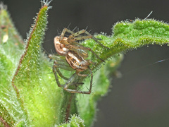 Oxyopes heterophthalmus