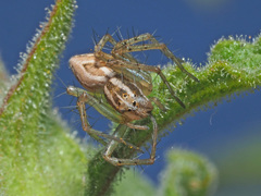 Oxyopes heterophthalmus
