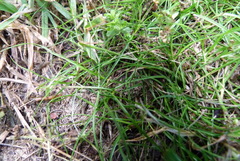 Carex resectans