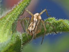 Oxyopes heterophthalmus