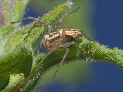 Oxyopes heterophthalmus