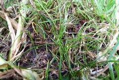 Carex resectans
