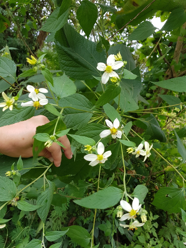 Dendroviguiera sylvatica