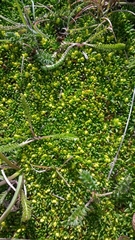 Azorella lycopodioides