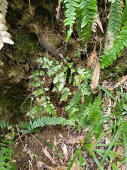 Blechnum molle