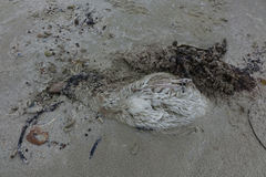 Eudyptes pachyrhynchus