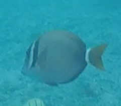 Acanthurus leucopareius
