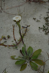 Craspedia robusta pedicellata