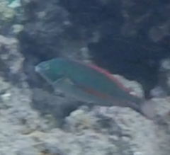Stethojulis balteata