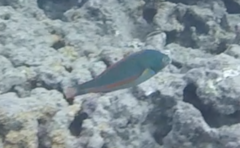 Stethojulis balteata