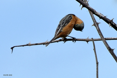 Sporophila cinnamomea