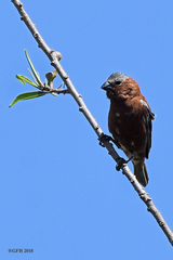 Sporophila cinnamomea