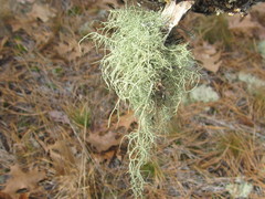 Usnea subscabrosa