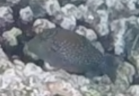 Canthigaster amboinensis