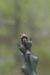(c) E Santos Ortega, some rights reserved (CC BY) Cereus spegazzinii, photograph (c) E Santos Ortega, some rights reserved (CC BY)