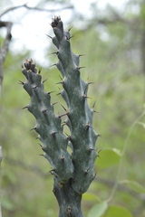 (c) E Santos Ortega, some rights reserved (CC BY) Cereus spegazzinii, photograph (c) E Santos Ortega, some rights reserved (CC BY)