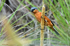 Sporophila hypoxantha