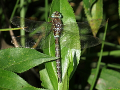 Rhionaeschna marchali