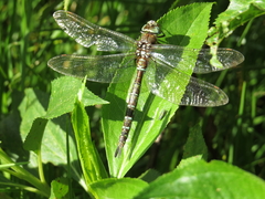 Rhionaeschna marchali